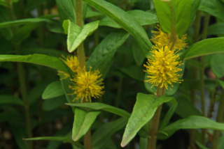 Lysimachia thyrsifloraMoeraswederik bestellen